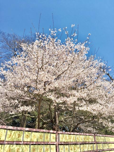 岐阜護國神社のレポート写真4（マロン）