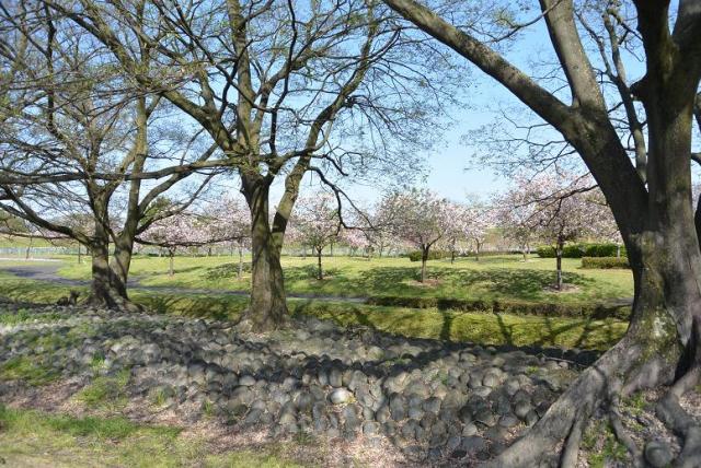 前渡の渡しへのレッツなシニアさんのレビュー写真