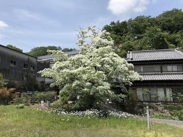 大湫ヒトツバタゴ自生地への瀬戸の人さんのレビュー写真