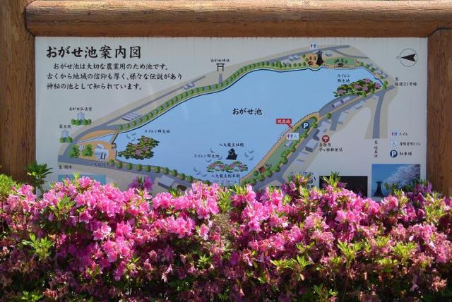 苧ヶ瀬池へのレッツなシニアさんのレビュー写真