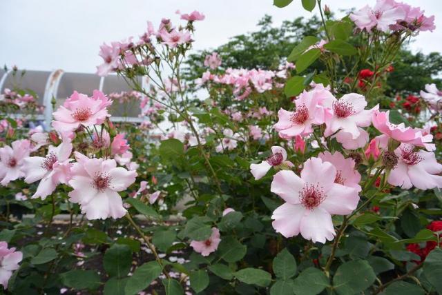 大野町バラ公園へのレッツなシニアさんのレビュー写真