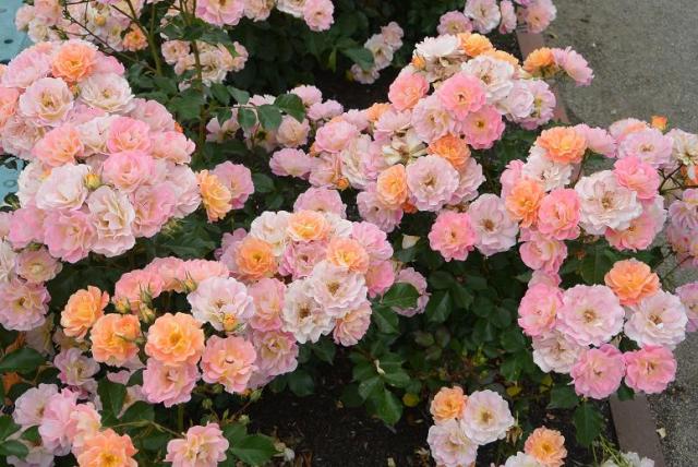 大野町バラ公園へのレッツなシニアさんのレビュー写真