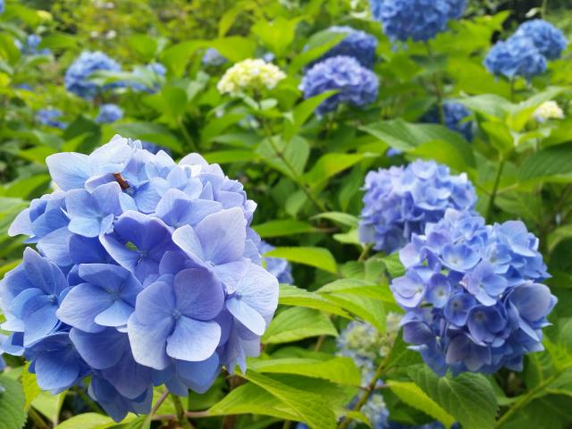 三光寺へのにしこさんのレビュー写真