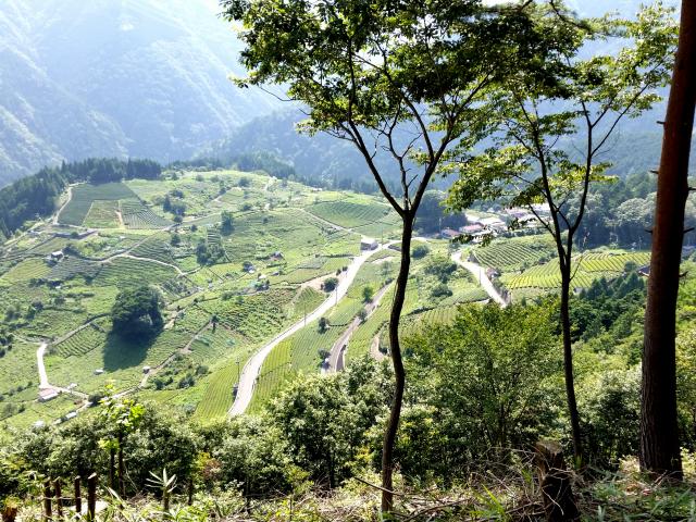 天空の茶畑へのにしこさんのレビュー写真