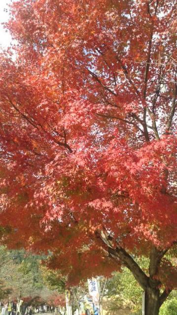 谷汲山 華厳寺のレポート写真2（ポニョ）
