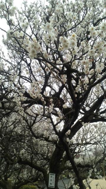 梅林公園へのポニョさんのレビュー写真