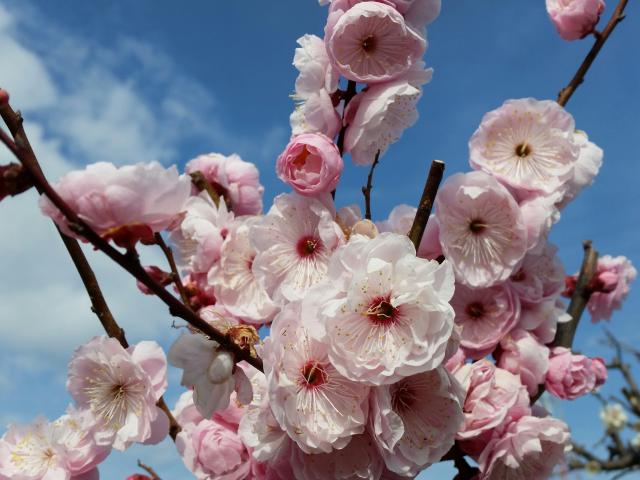 安八百梅園へのにしこさんのレビュー写真