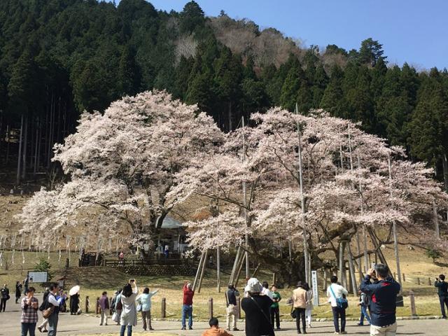 根尾谷淡墨桜へのラッキールーラーじゃんさんのレビュー写真