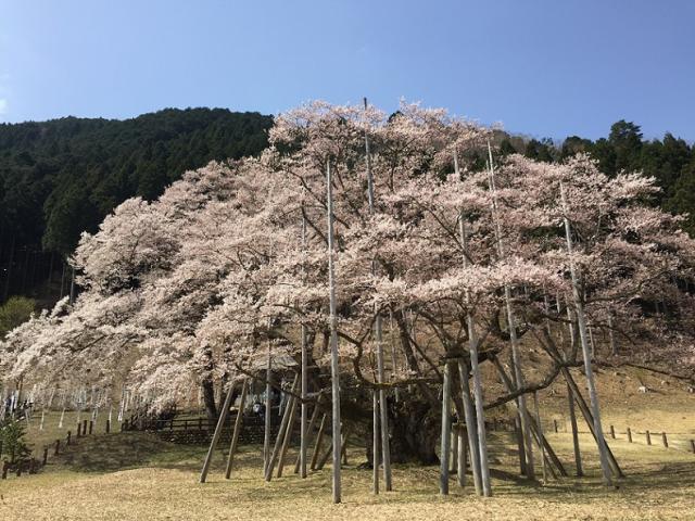根尾谷淡墨桜へのラッキールーラーじゃんさんのレビュー写真