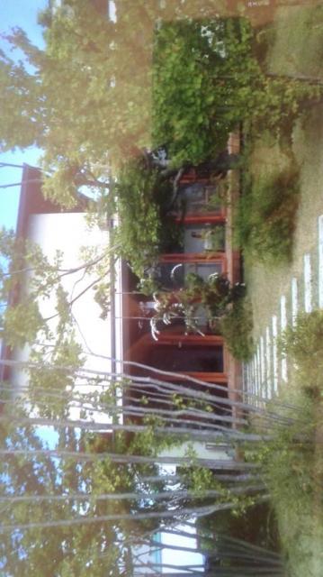 ユズリ葉へのポニョさんのレビュー写真