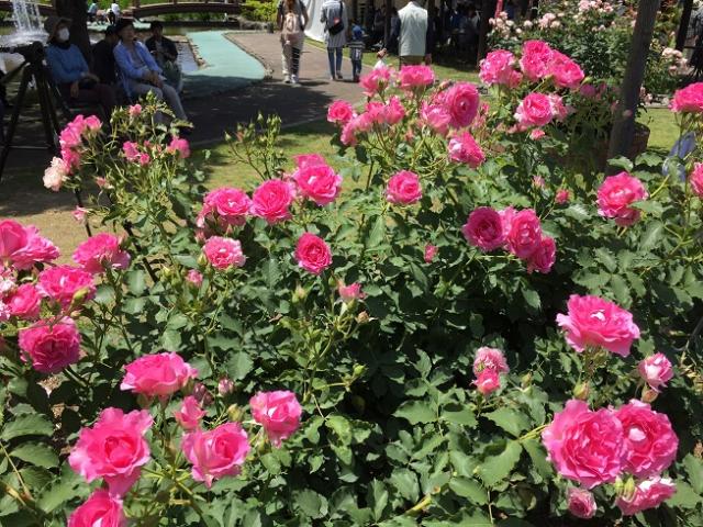 ばら公園いこいの広場へのラッキールーラーじゃんさんのレビュー写真