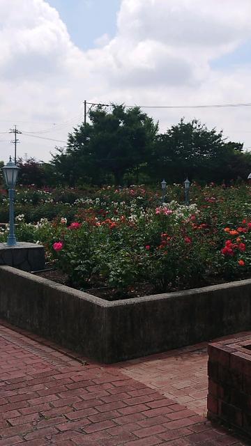 大野町バラ公園のレポート写真4（ヨゼ）
