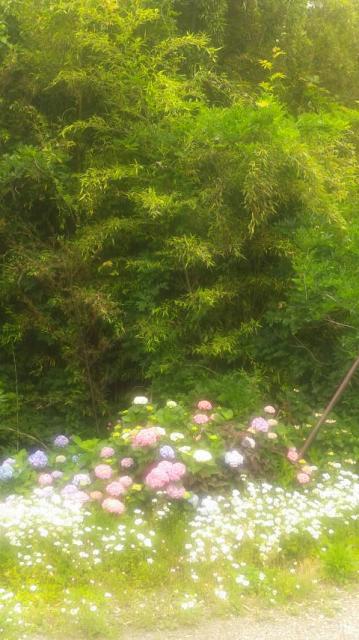 ギャラリー&カフェ 淡墨香房へのポニョさんのレビュー写真