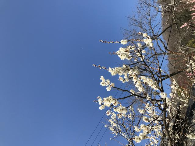 梅林公園へのまなみさんのレビュー写真