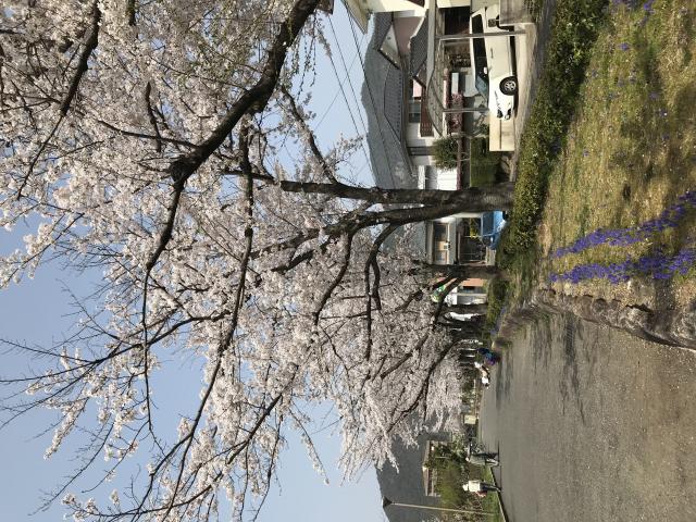 長良公園へのまなみさんのレビュー写真