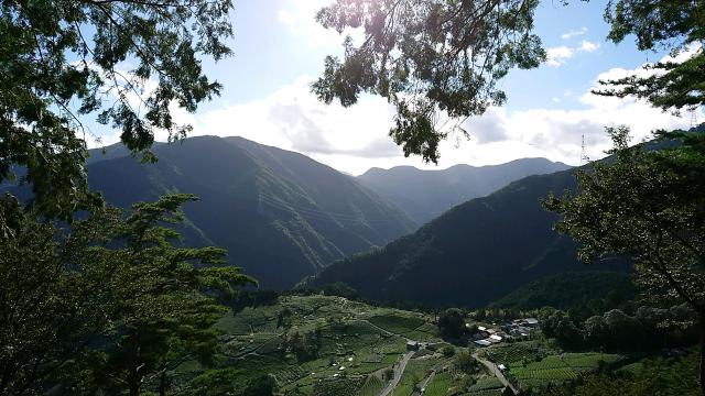 天空の茶畑へのヨゼさんのレビュー写真