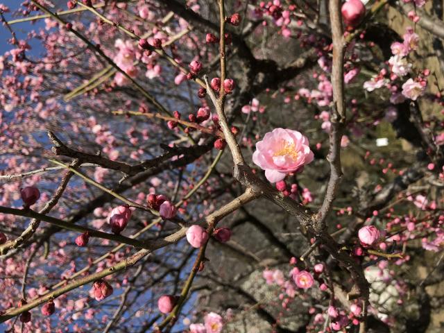 梅林公園へのまなみさんのレビュー写真