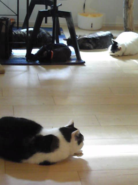 くつろぎ猫カフェ noraraへのじゅんさんのレビュー写真