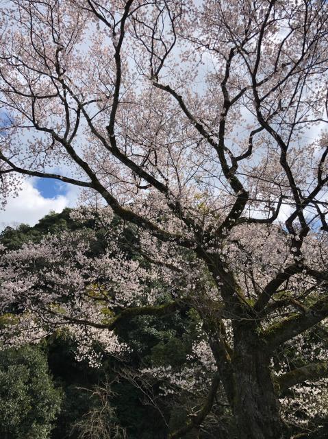 岐阜護國神社へのにしこさんのレビュー写真