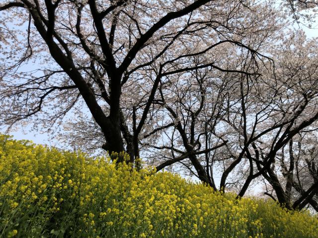 曽根堤へのにしこさんのレビュー写真
