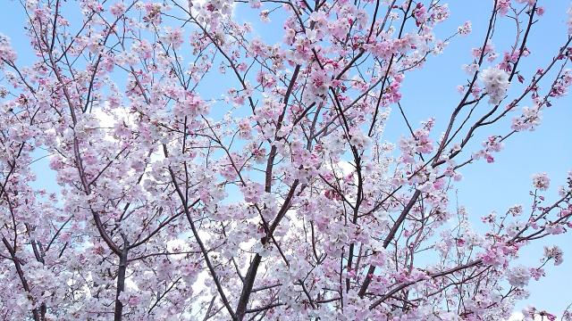 新境川のレポート写真1（ヨゼ）