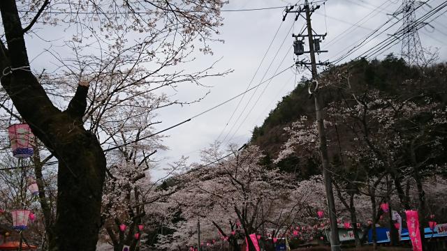 寺尾ヶ原千本桜公園へのヨゼさんのレビュー写真