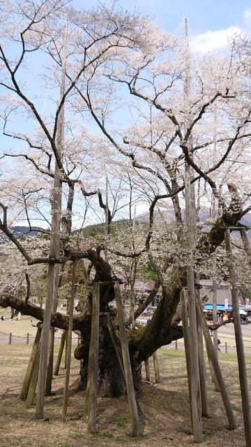 根尾谷淡墨桜へのヨゼさんのレビュー写真