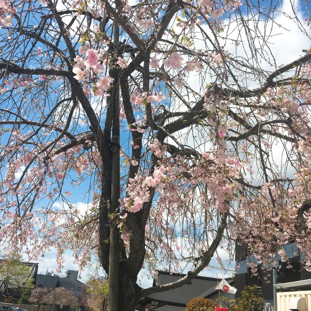 伊奈波神社への岐阜の食いしん坊担当さんのレビュー写真