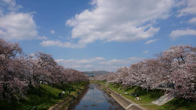 新境川のレポート写真2（ヨゼ）