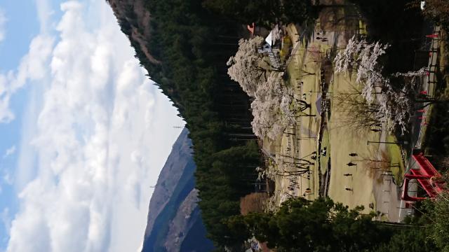 根尾谷淡墨桜へのヨゼさんのレビュー写真