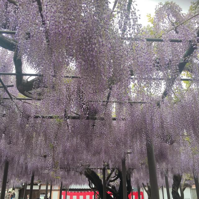 竹鼻別院への岐阜の食いしん坊担当さんのレビュー写真