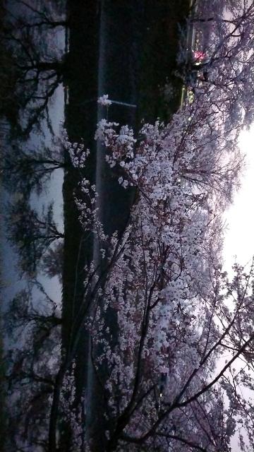 新境川のレポート写真3（ヨゼ）