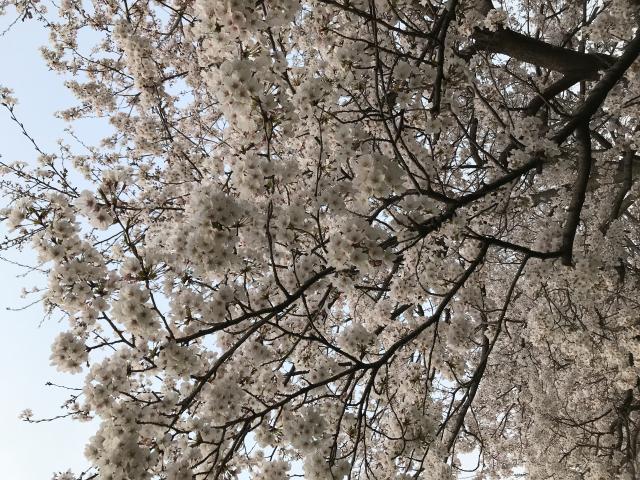 板屋川へのまなみさんのレビュー写真