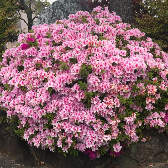 竹鼻別院への岐阜の食いしん坊担当さんのレビュー写真