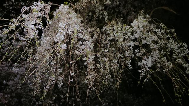 新境川のレポート写真5（ヨゼ）