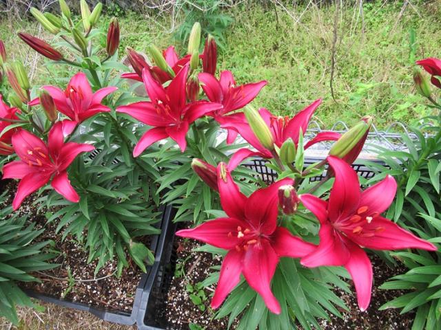 谷汲ゆり園 へのラッキールーラーじゃんさんのレビュー写真