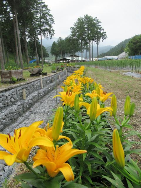 谷汲ゆり園 へのラッキールーラーじゃんさんのレビュー写真