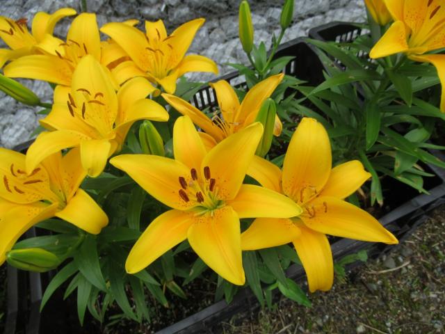 谷汲ゆり園 へのラッキールーラーじゃんさんのレビュー写真