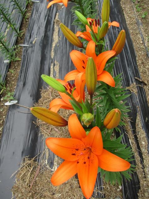 谷汲ゆり園 へのラッキールーラーじゃんさんのレビュー写真