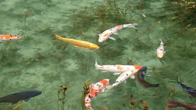 名もなき池(モネの池)へのヨゼさんのレビュー写真