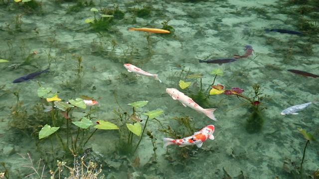 名もなき池(モネの池)へのヨゼさんのレビュー写真