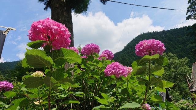 名もなき池(モネの池)へのヨゼさんのレビュー写真