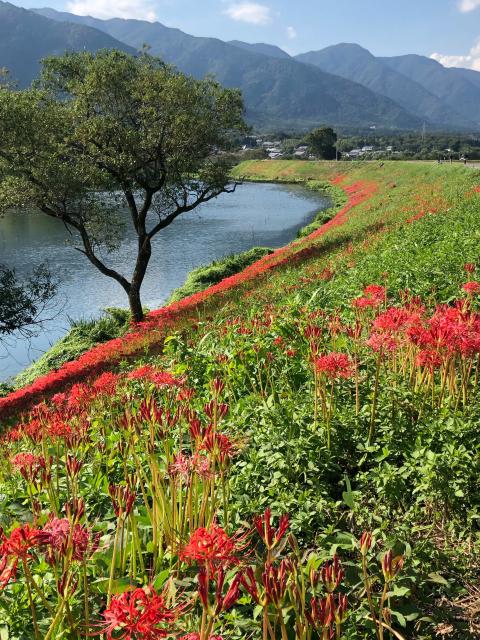 津屋川堤防の彼岸花へのにしこさんのレビュー写真