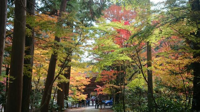 大矢田もみじ谷へのヨゼさんのレビュー写真