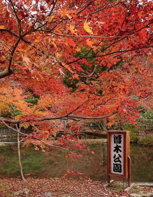 曽木公園へのヨゼさんのレビュー写真