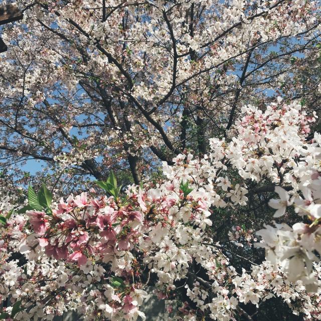 清水川コミュニティ水路への岐阜の食いしん坊担当さんのレビュー写真
