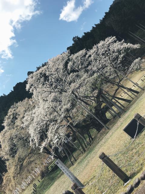 根尾谷淡墨桜への岐阜の食いしん坊担当さんのレビュー写真