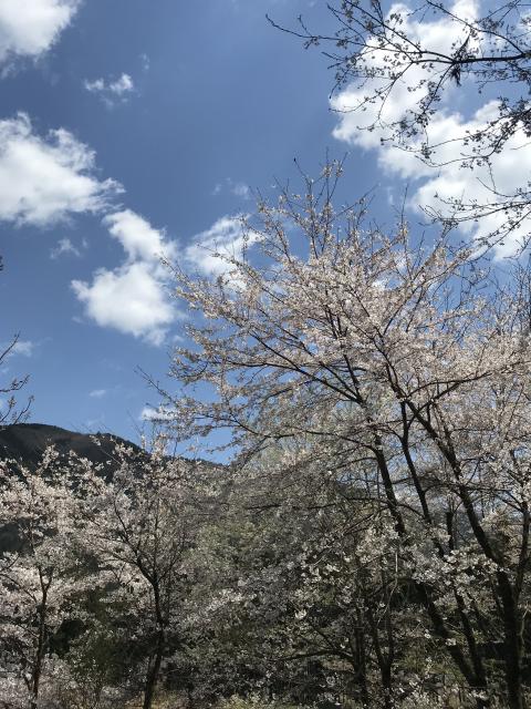 根尾谷淡墨桜への岐阜の食いしん坊担当さんのレビュー写真