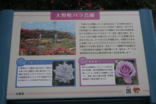 大野町バラ公園のレポート写真4（みずほのトヤマ）