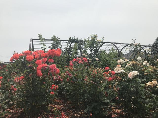 大野町バラ公園へのまなみさんのレビュー写真